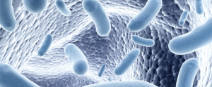 Bakterien im Darm: 100 Billionen Freunde. Bacteria in the gut