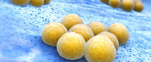 Mikrokosmos Haut - ein idealer Lebensraum für Milliarden von wichtigen Bakterien.